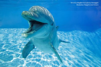 Delfines y su sonrisa en el juego social