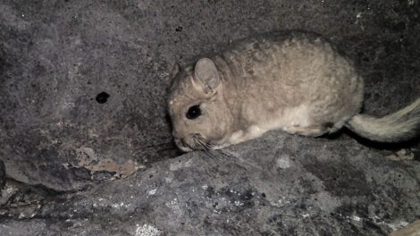 Minería en Chile pone en peligro a tres especies animales según Greenpeace