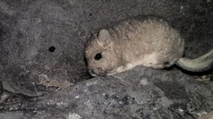 Minería en Chile pone en peligro a tres especies animales según Greenpeace