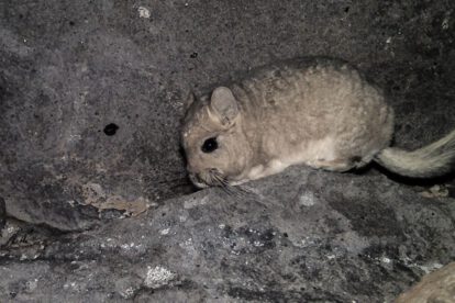 Minería en Chile pone en peligro a tres especies animales según Greenpeace