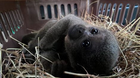 Rescate de mono churuco en Neiva