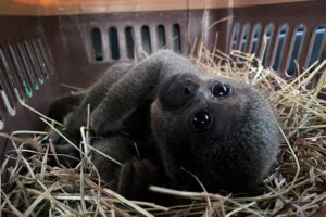 Rescate de mono churuco en Neiva