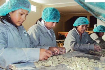 Exportación de haba en Potosí