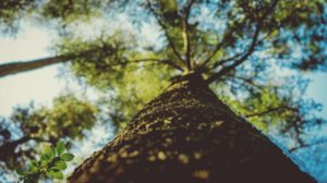 Diversidad de ciclos vitales en los árboles y su impacto en la captura de CO2