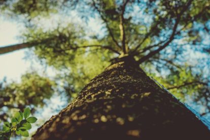 Diversidad de ciclos vitales en los árboles y su impacto en la captura de CO2