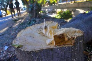 Tala de árboles en Kamirpata