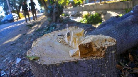 Tala de árboles en Kamirpata