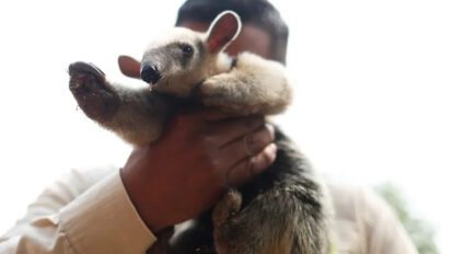 Incendios en Bolivia: Animales silvestres son reconocidos como sujetos de derecho