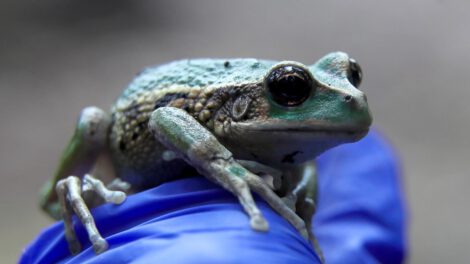 Rana marsupial andina liberada en Quito