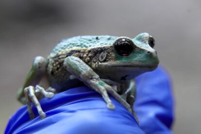 Rana marsupial andina liberada en Quito