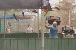 Repatriación de guacamayos barba azul a su hogar en Bolivia