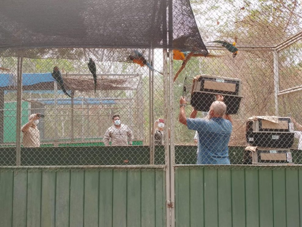 Repatriación de guacamayos barba azul a su hogar en Bolivia