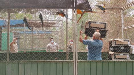 Repatriación de guacamayos barba azul a su hogar en Bolivia
