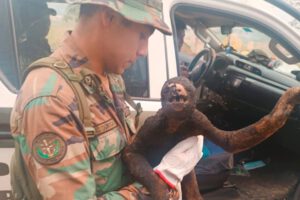 Oso perezoso rescatado con quemaduras graves