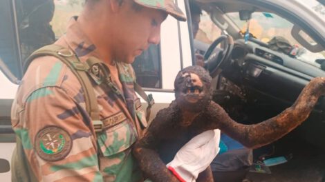 Oso perezoso rescatado con quemaduras graves