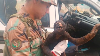 Oso perezoso rescatado con quemaduras graves