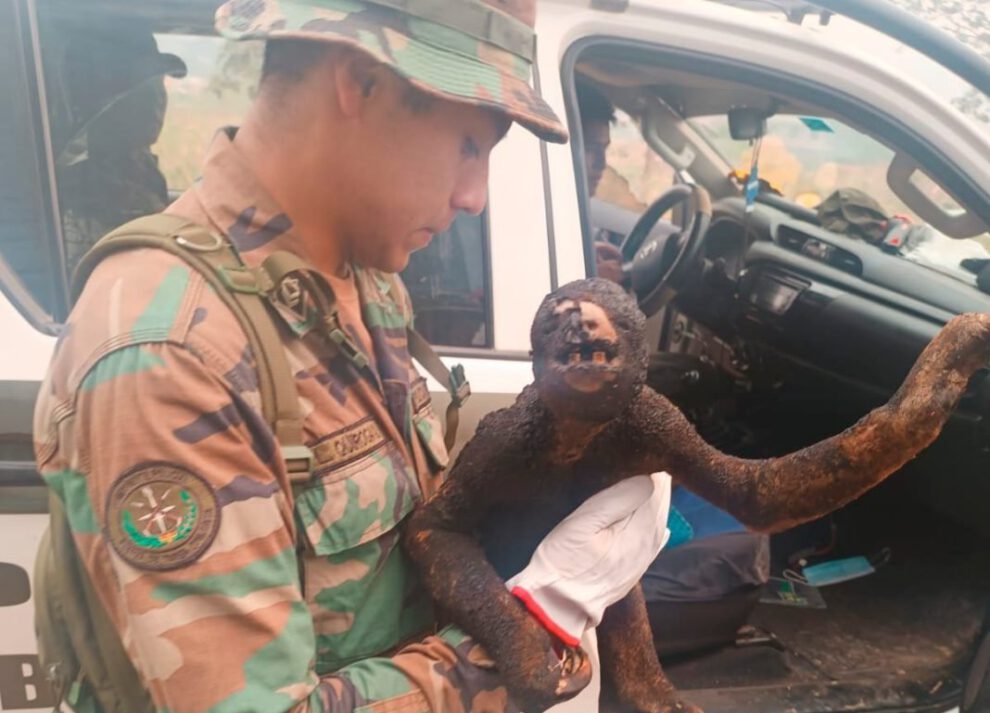 Oso perezoso rescatado con quemaduras graves