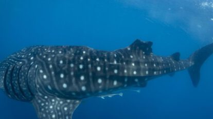 Tiburón ballena con lesión en la aleta dorsal