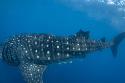 Tiburón ballena con lesión en la aleta dorsal