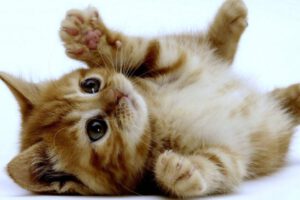 Comportamientos de los gatos al dormir con sus tutores