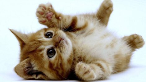 Comportamientos de los gatos al dormir con sus tutores