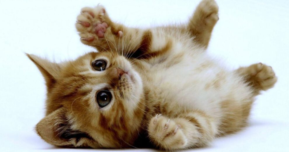 Comportamientos de los gatos al dormir con sus tutores