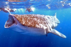 Tiburón ballena enfrenta colisiones mortales por el cambio climático