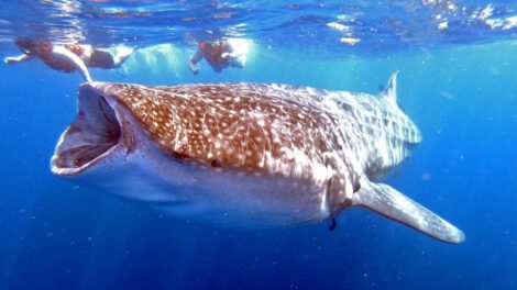 Tiburón ballena enfrenta colisiones mortales por el cambio climático