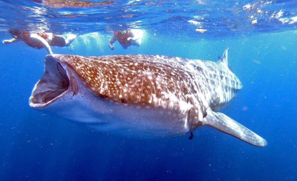 Tiburón ballena enfrenta colisiones mortales por el cambio climático