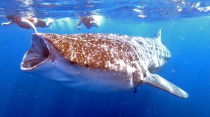Tiburón ballena enfrenta colisiones mortales por el cambio climático