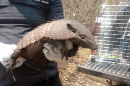 Rescate de animales silvestres afectados por incendios en Santa Cruz y Beni