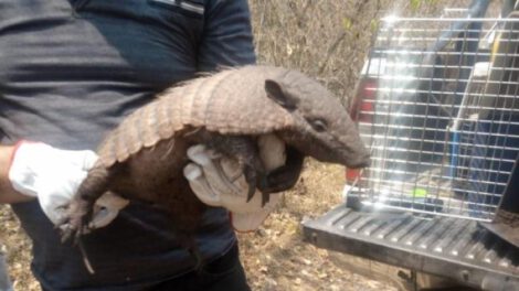 Rescate de animales silvestres afectados por incendios en Santa Cruz y Beni
