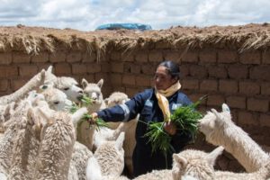 Encuentro Regional sobre camélidos sudamericanos