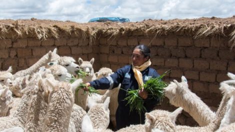 Encuentro Regional sobre camélidos sudamericanos