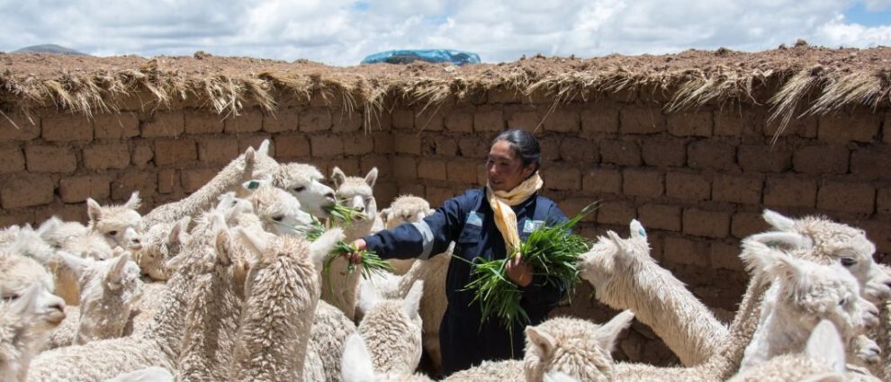 Encuentro Regional sobre camélidos sudamericanos
