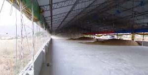 Crisis avícola en Cochabamba afecta a 500 granjas pequeñas