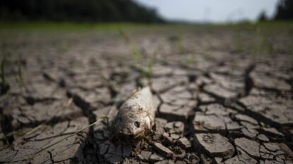 Amazonía y cambio climático