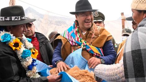 Esquila de vicuñas en Malla