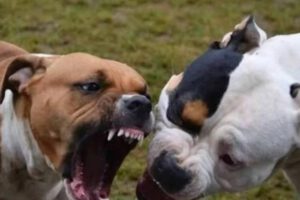 Eutanasia pitbulls Potosí tras ataque a otros perros