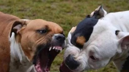 Eutanasia pitbulls Potosí tras ataque a otros perros