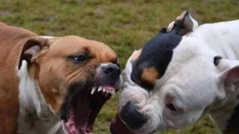 Eutanasia pitbulls Potosí tras ataque a otros perros