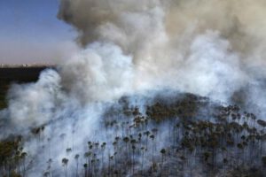 Delitos ambientales en Brasil