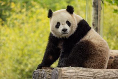 osos panda en Washington
