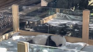 Cachorros de panda en el zoológico de Berlín