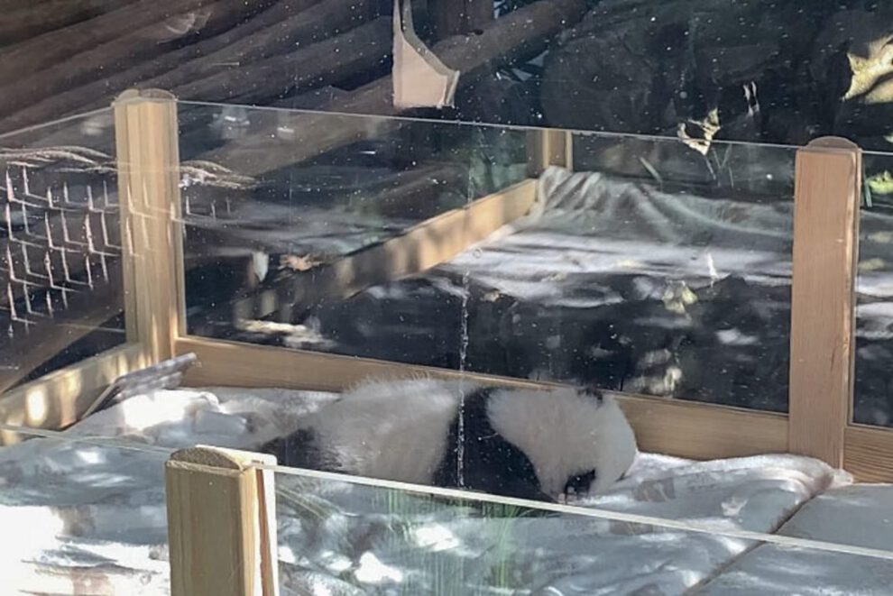 Cachorros de panda en el zoológico de Berlín