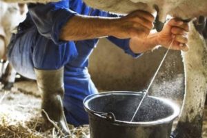 Crisis del sector lechero en Cochabamba