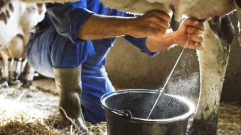 Crisis del sector lechero en Cochabamba
