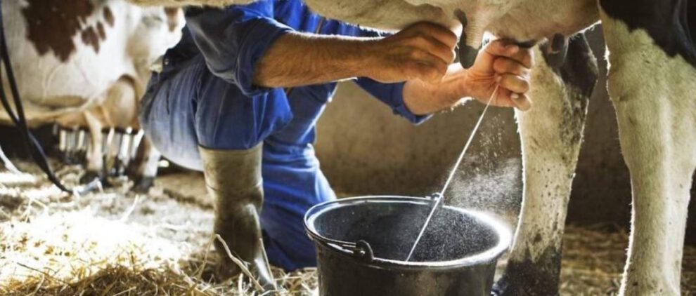 Crisis del sector lechero en Cochabamba