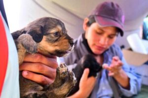 Abandono de cachorros en Cochabamba