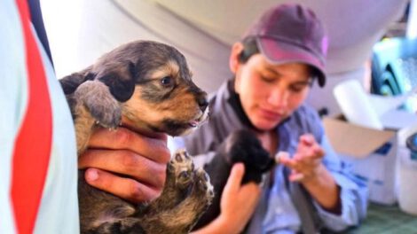 Abandono de cachorros en Cochabamba